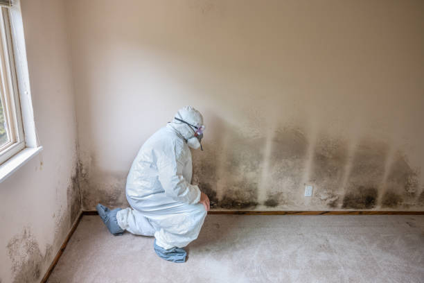 Reliable Yankton, SD Mold Removal Solutions